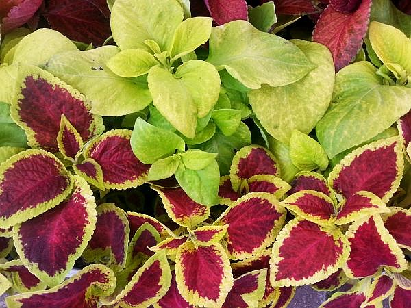 coleus.jpg