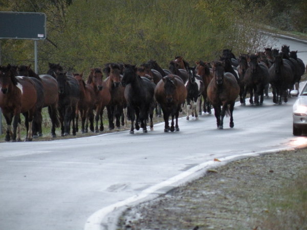 bieszczady 15.10.2011 097.jpg
